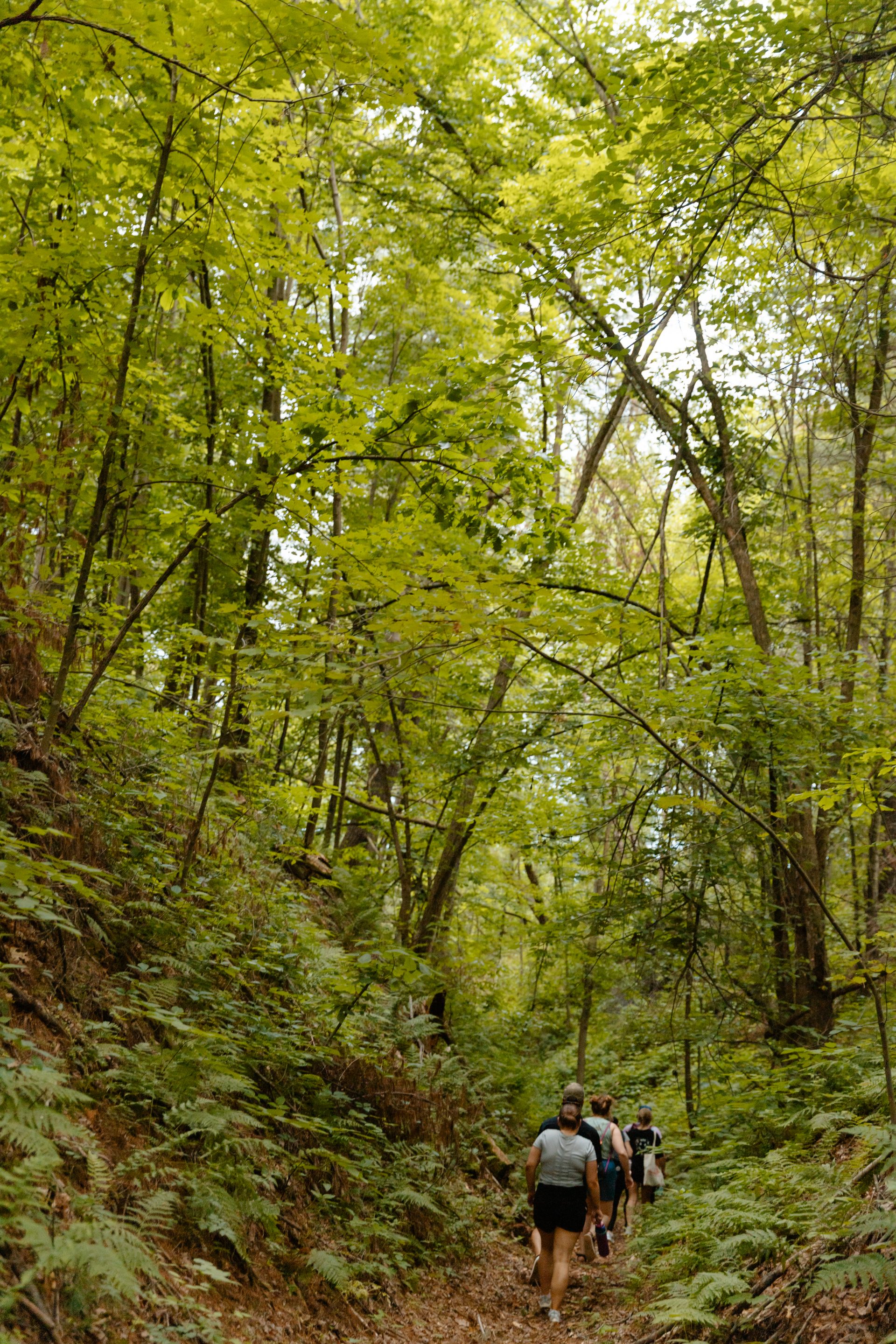 Camp Ehawee hiking trail